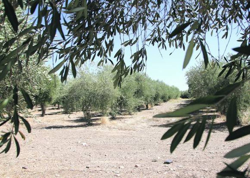 La producción de aceitunas registra una caída histórica