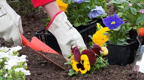 Desde casa, aprenda sobre jardinería