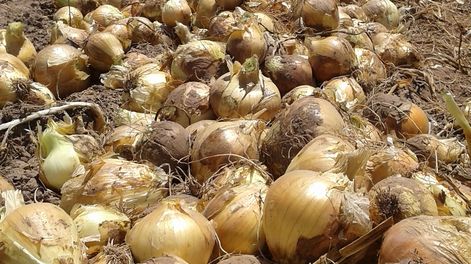 Economía en modo jesuita