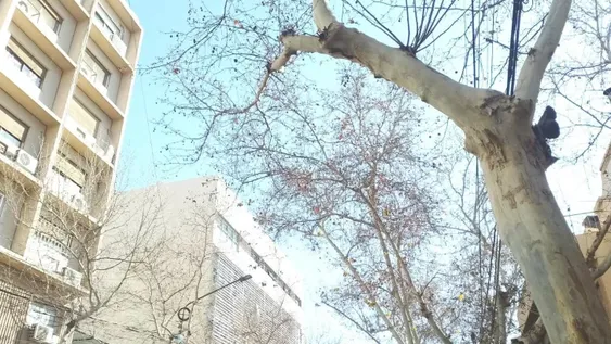 Gran San Juan: 19% de los árboles está seco y hay casi 9.000 críticos