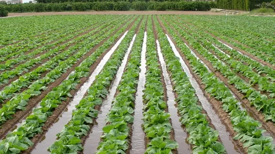 Cultivos de ajo y verduras de hoja, lo más afectado por la falta de agua en las chacras