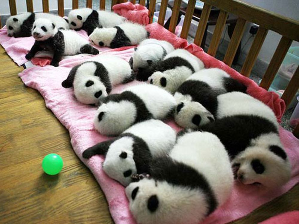 Guardería de pandas