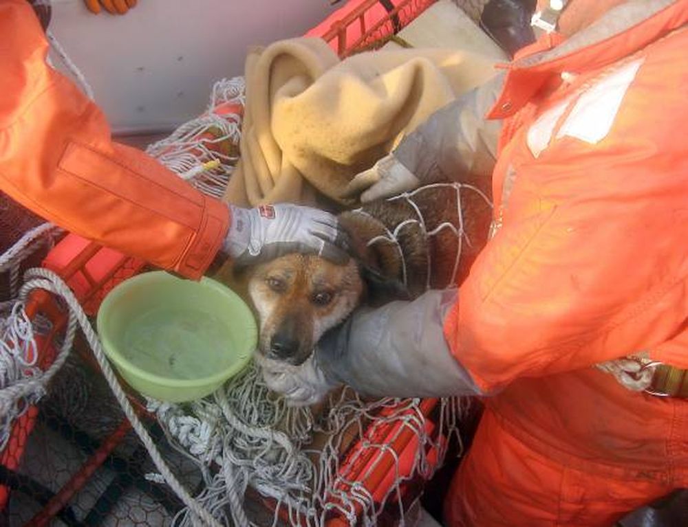 Rescatan a un perro tras 21 días en el mar