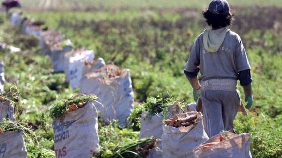 El trabajo infantil afecta a 1,3 millones de niños en Argentina