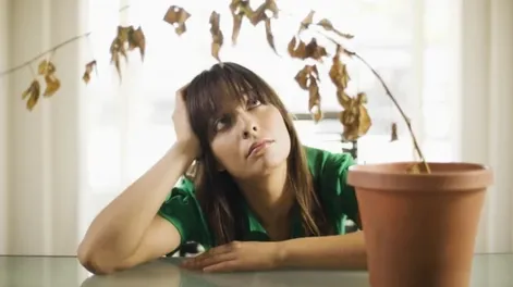 Recupera una planta seca de manera sencilla