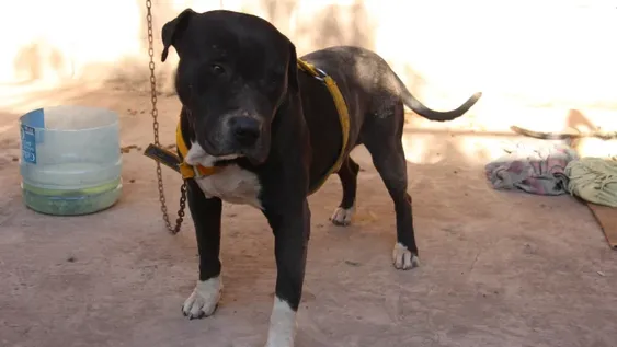 Estiman que hay más de 400.000 perros peligrosos y darán 90 días para registrarlos