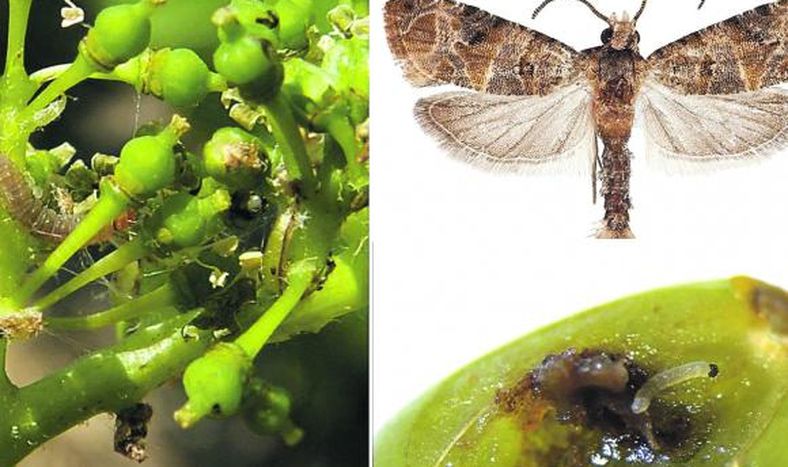 La plaga lobesia es un tema preocupante para San Juan