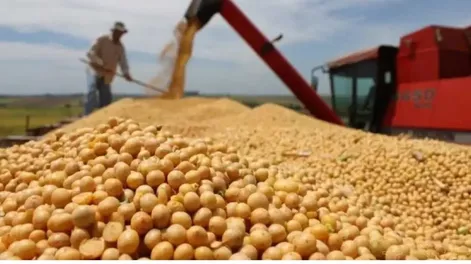TRAS LA ELIMINACIÓN de los impuestos a la exportación del grano, el mercado de este producto a nivel internacional tuvo una favorable reacción.