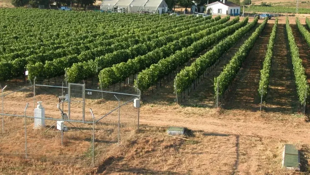 Sustentabilidad, inocuidad y  calidad como base de desarrollo