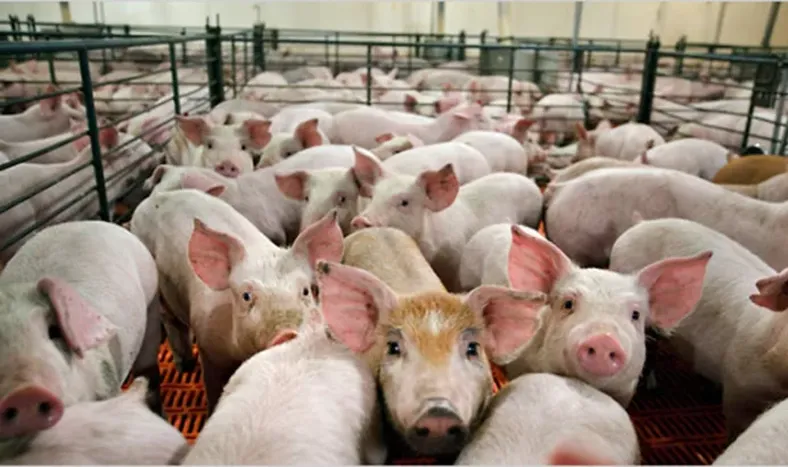 Octubre terminó con récord en precios para el cerdo