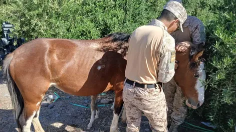 Labraron actas de infracción por animales sueltos en las rutas de Jáchal y Albardón
