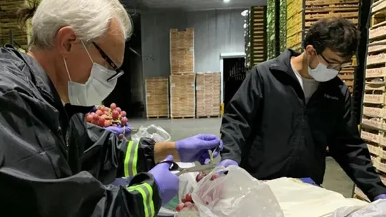 Hay incertidumbre por la exportación de uva de mesa esta temporada