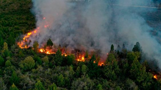 Incendio en Río Negro: el viento no da tregua y hay al menos 6.500 hectáreas afectadas