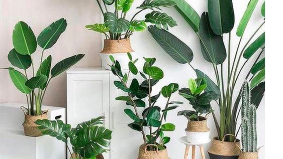 plantas xl: especies que imponen presencia con su tamano