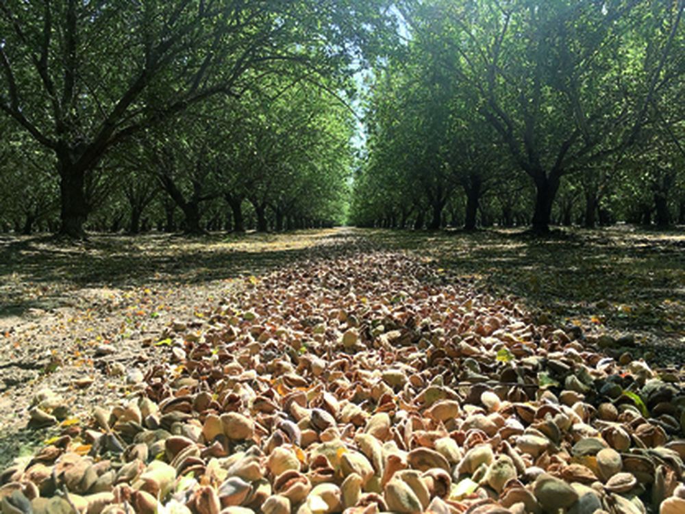 Investigaciones sobre almendros en los valles de California (EEUU)