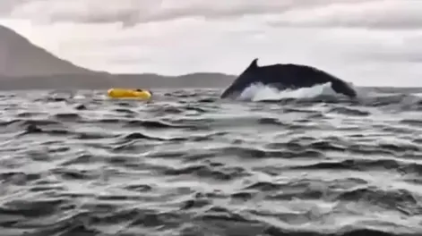 Una ballena jorobada engulló a un joven que hacía kayak en las costas de Chile: “Pensé que me había comido”