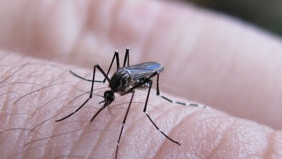 Se confirmaron nuevos casos de dengue y chikungunya.