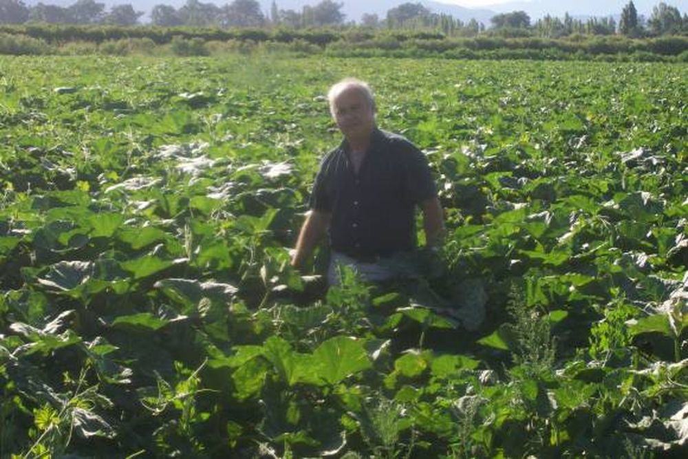 Productores más agroindustria y apoyo, igual a éxito en zapallo