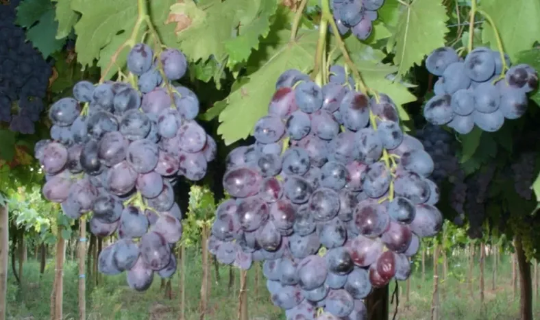 Continúa la cosecha de uvas de variedades nuevas del INTA
