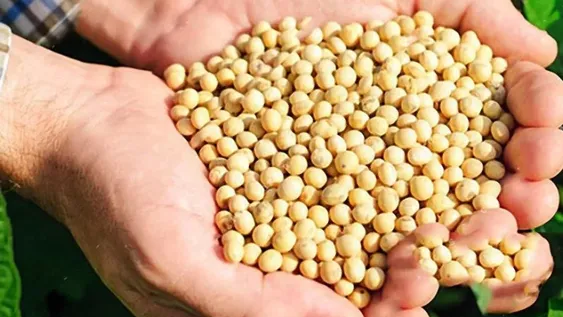 Cierran las exportaciones a derivados de la soja y le subirían las retenciones