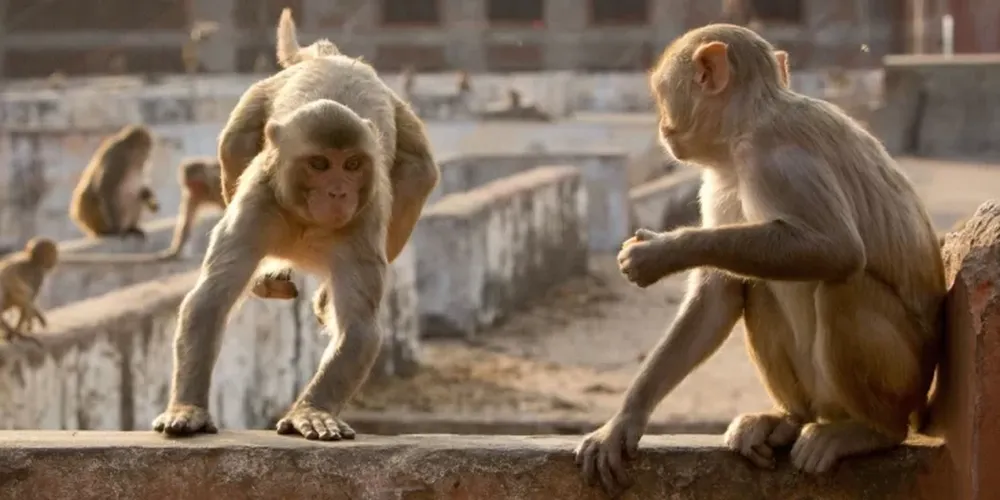 Fue al baño y una feroz manada de monos la atacó salvajemente hasta matarla