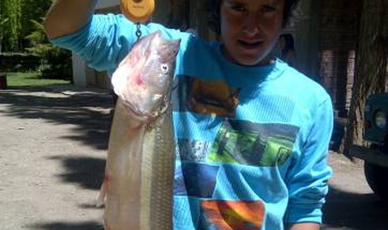 Atraparon un pejerrey gigante