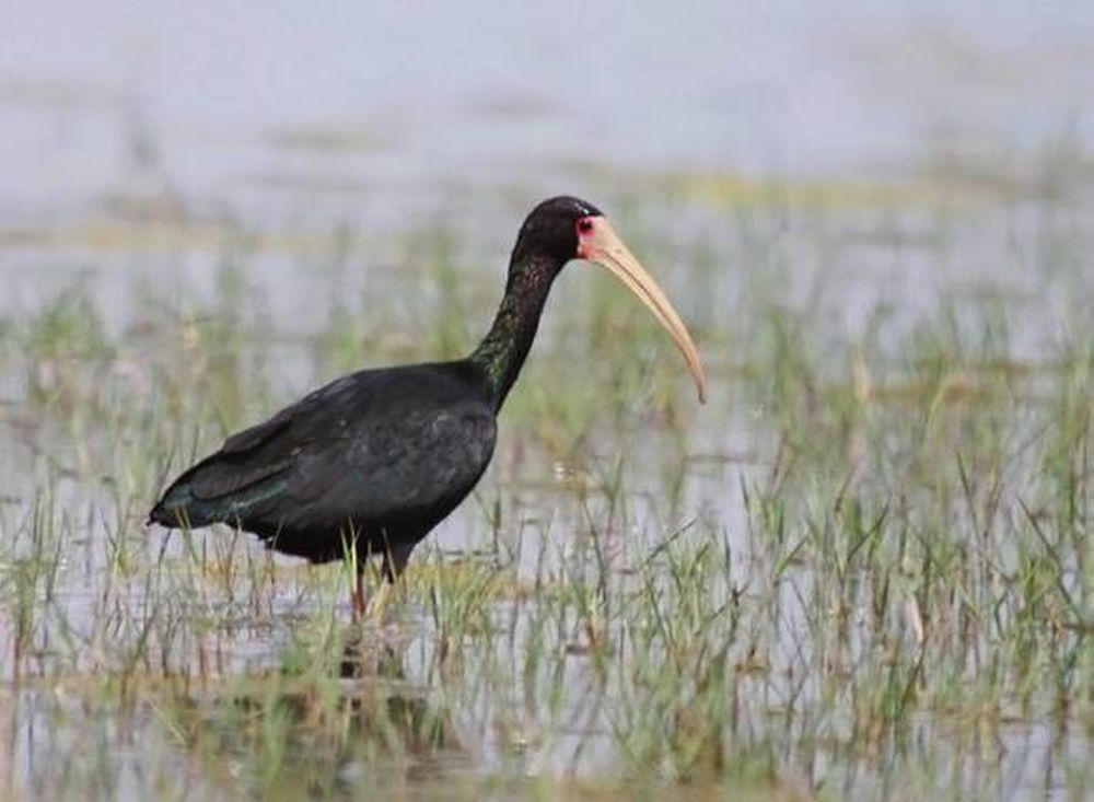 Descubren 14 nuevas especies de pájaros