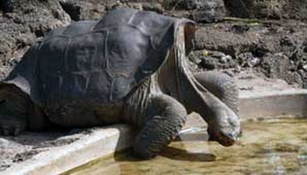 Un museo para “George”