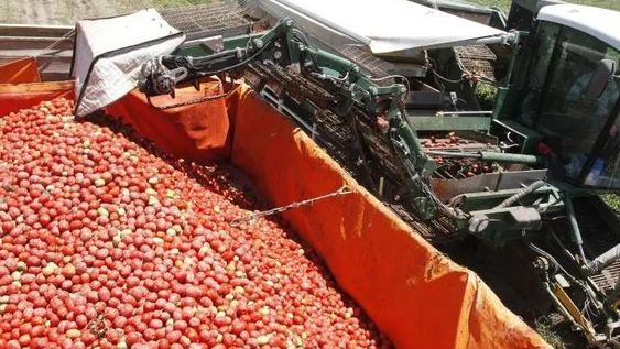 Tras caída, calculan que crecerá un 10% la cosecha de tomate industrial