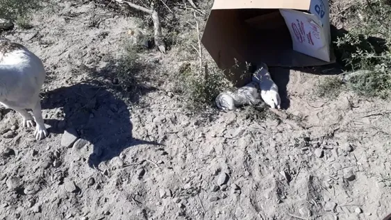 Llamó a Bomberos para rescatar unos perritos, pero después los dejó tirados en una ruta