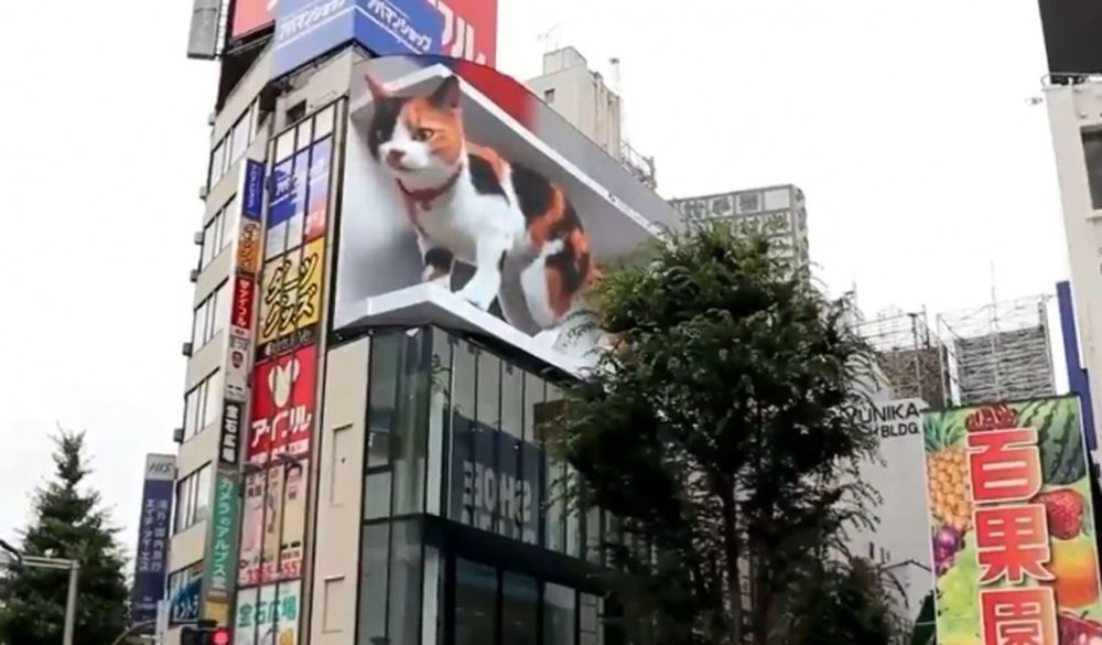 [VIDEO] El gato gigante que es sensación en Tokio