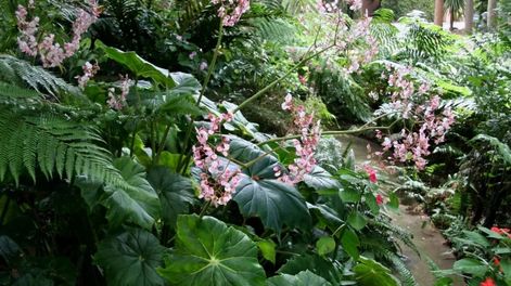 A días del inicio de la Primavera: qué plantar a la sombra