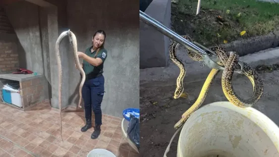 Encontraron a dos serpientes en domicilios sanjuaninos: una fue liberada y la otra murió
