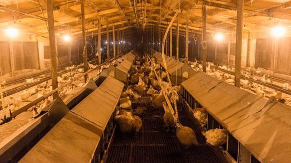 Cresta Roja: por el hambre, las gallinas se comían entre ellas