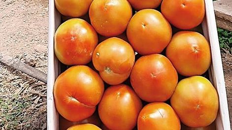 Comenzó la cosecha de tomate de invernaderos