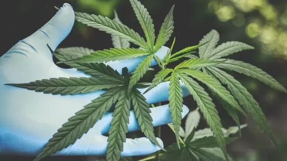 Cannabis medicinal: salen a buscar las 39 variedades de semilla para la investigación