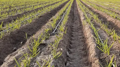 Diario de Cuyo | f1p6_verde_crop1680321007676 728x548.webp