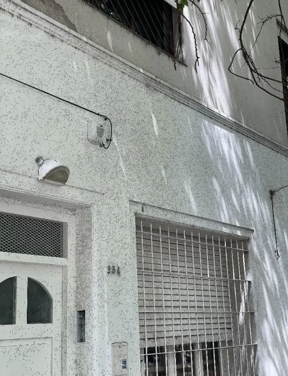 La invasión de mosquitos se volvió viral y en  las redes compartieron las experiencias más increíbles