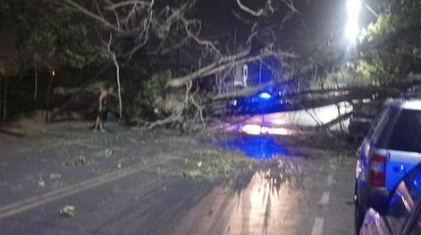 Desastre en un taller: cayó un árbol y destruyó tres vehículos