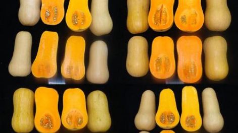 La formación universitaria en horticultura debe ampliarse