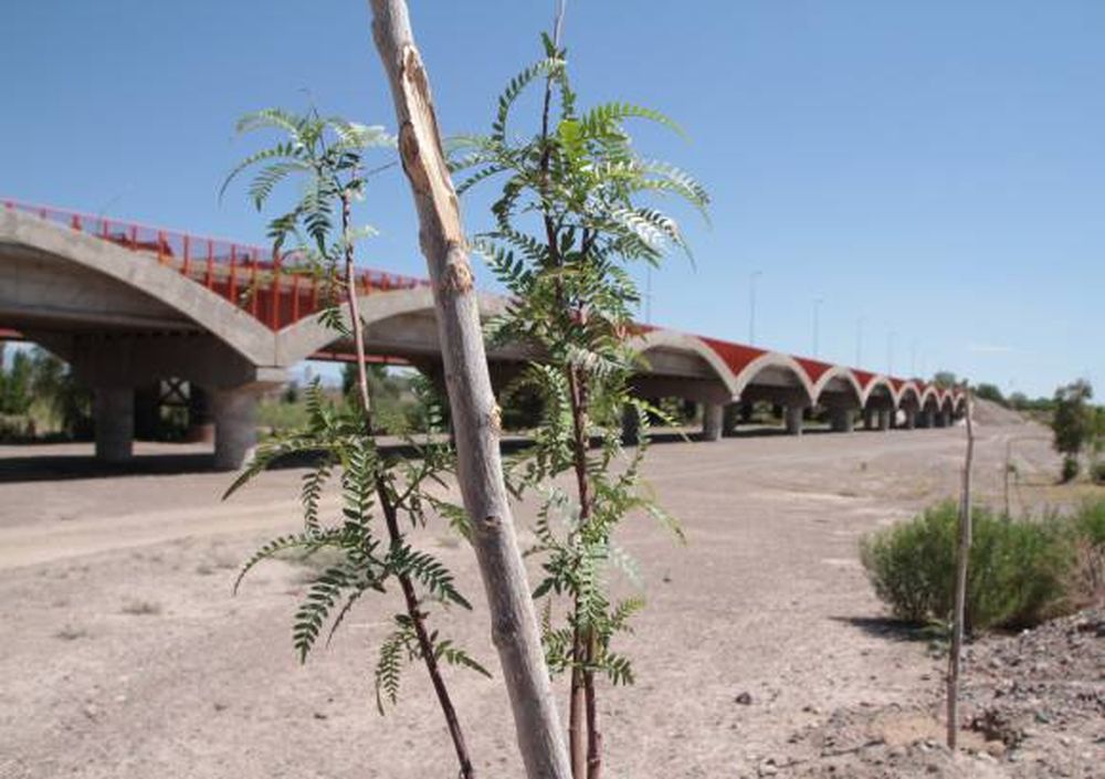 Con 11.000 árboles, Alto de Sierra ya está reforestado