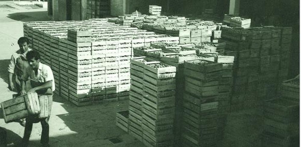 Presente, pasado y futuro agropecuario de Jáchal