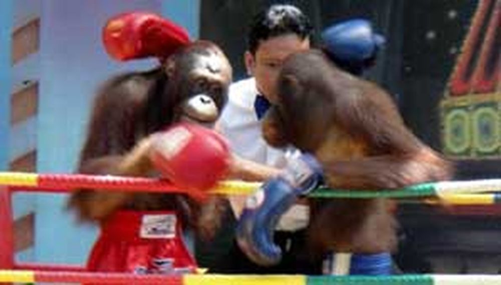 Orangutanes boxeadores