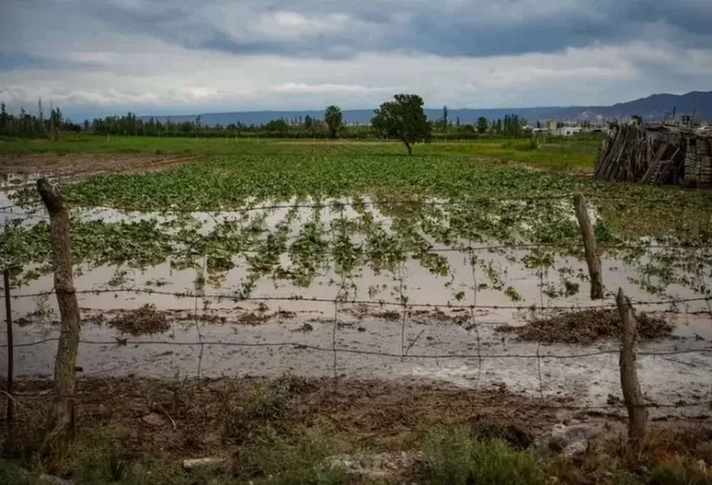 Las lluvias de verano, ¿dañan los cultivos sanjuaninos? El análisis de un especialista del INTA