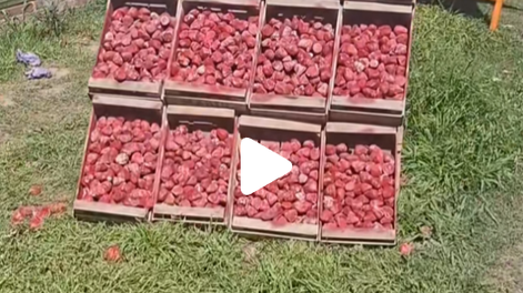 Un truco viral: venden frutillas en la Ruta 11, pero en el puesto muestran réplicas de piedra pintada.