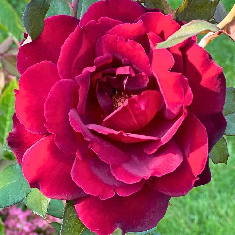 Rosal Oklahoma