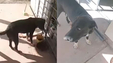 Topo, como lo bautizaron, ya tiene un nuevo hogar tras ser abandonado.