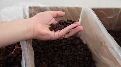 Comenzó la cosecha de uva para pasa con muy buena calidad