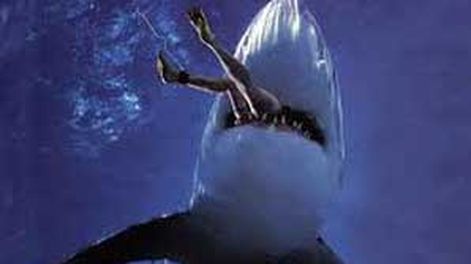 Tiburón mató a surfista