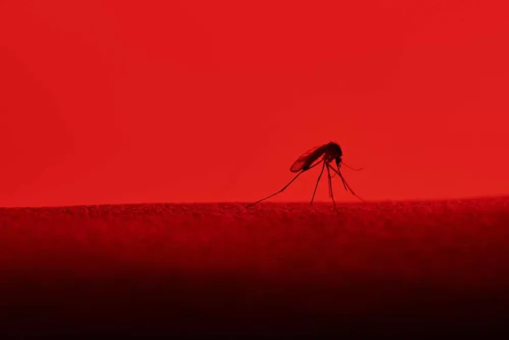 Vestir de color rojo es un imán para los mosquitos